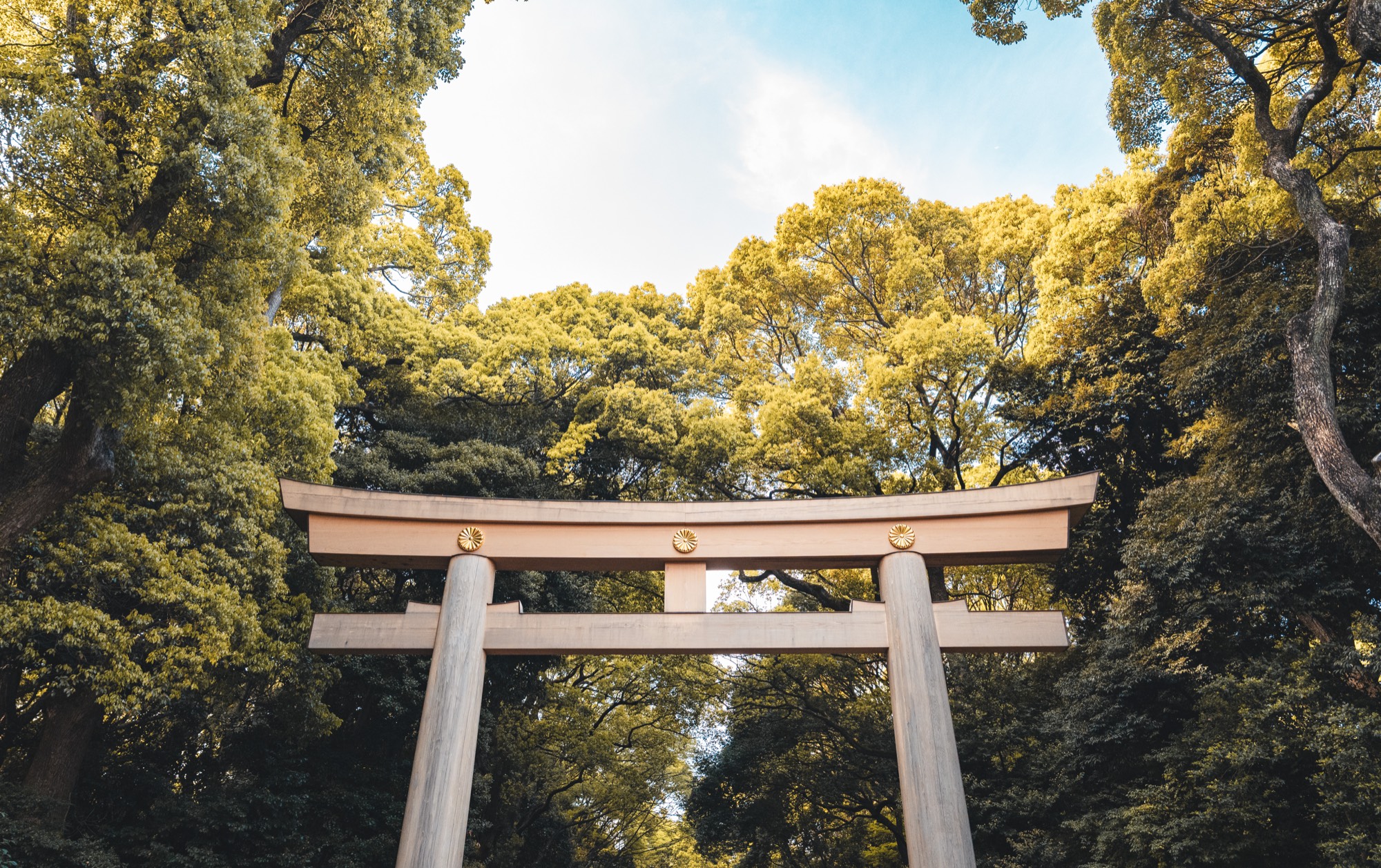 Torii-Tor umgeben von Bäumen